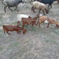 دوعدد بزغاله نر جنسی|حیوانات مزرعه|کلاله, |دیوار