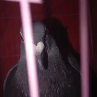 کبوتر