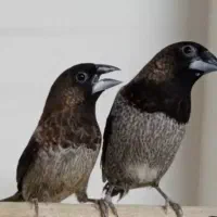 سهره نر بخون.فنچ