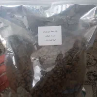 غذا خشک گربه