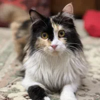 گربه ی ماده برای جفت‌گیری