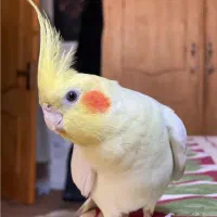 عروس هلندی نر بالغ