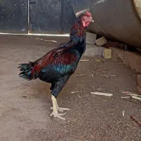 لاری