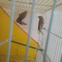 سهره نرماده|پرنده|تربت‌حیدریه, کوی شهید احمدزاده ملکی|دیوار