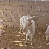 فروش نر بز سانن دوساله نژاد اصیل وارداتی|حیوانات مزرعه|مسجد سلیمان, |دیوار