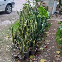 انواع گل های مختلف و اپارتمانی