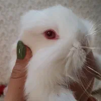 خرگوش نژاد دار