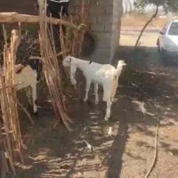 گیسه گلابی اصل فروشی