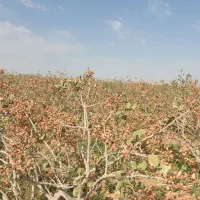 باغ-پسته