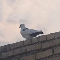 کبوتر گُم شده