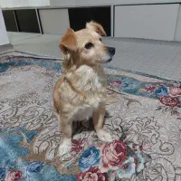 سگ پاکوتاه خانگی