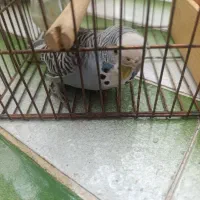 مرغ عشق سالن