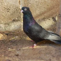 کبوتر صرب یا زاغ ابادانی|پرنده|تاکستان, |دیوار