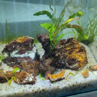 آکواریوم و لوازم