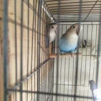 طوطی برزیلی جفت