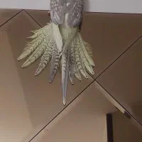 عروسی هلندی ماده ۷ ماهه