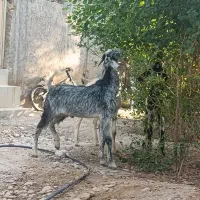 کهره نر|حیوانات مزرعه|شبانکاره, |دیوار