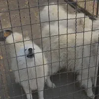 واگزاری سگ نژاد  سامویید اصل از نسل وارداتی|سگ|تهران, اکباتان|دیوار