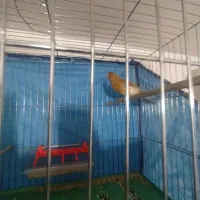 سلام قناری نروماده سالم سالم