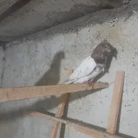 جونه کله ای گم شده