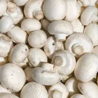 اجاره-کارخانه-قارچ