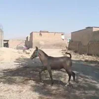 مادیون و کره نریون ترکی|اسب و تجهیزات اسب‌سواری|شیراز, رکن‌آباد|دیوار