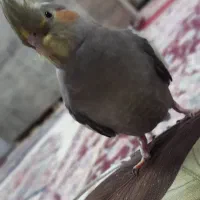 عروس هلندی ماده جوان وسرحال