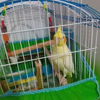 بخاطر خرید مرغ مینا|پرنده|رشت, لاکان|دیوار