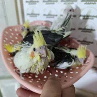 عروس هلندی سرلاکی نرمخور دونخوردستی بالغ|پرنده|شیراز, پودنک|دیوار