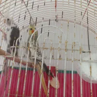 عروس هلندی گلباقالی