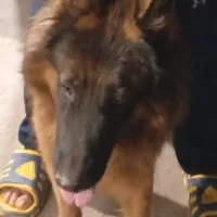 سگ ژرمن شپرت