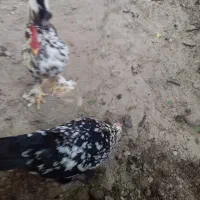 مرغ و خروس یوسل در حال تخم