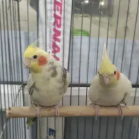 عروه هلندی مولد جفت