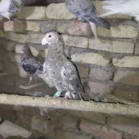 کوهی نر|پرنده|بهار, |دیوار