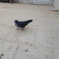 کفتر طلا