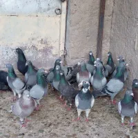 کفتر|پرنده|شیراز, دارالرحمه|دیوار