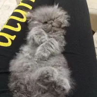 فروش بچه گربه