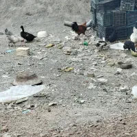 خروس