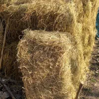 تعداد۲۰۰بسته کاه وکلش