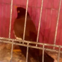 یک عدد مرغ مینا|پرنده|مینودشت, |دیوار