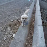 سگ پامر نر بالغ|سگ|بشاریات, |دیوار