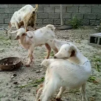 بزدوقلوزا سالم