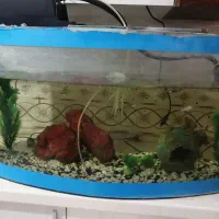 آکواریوم باوسایل