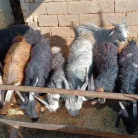 فروش کهره چاق تخت|حیوانات مزرعه|باغ صفا, |دیوار