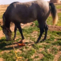 اسب|اسب و تجهیزات اسب‌سواری|رامند, |دیوار