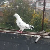 کبوتر پرشی|پرنده|قائمشهر, |دیوار