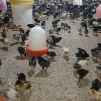 فروش کود مرغ.  کیلو 11هزار تومان