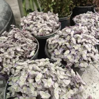 گل و گیاه آپارتمانی کالیسیا