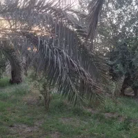 فروش-باغ-در-روستای-جنت-آباد