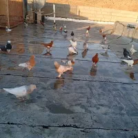 دس کفتر بهبهانی